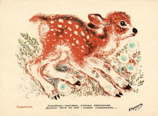 Чарушин Евгений Иванович. Оленёнок